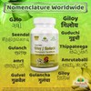 Pure Guduchi Capsules (Tinospora Cordifolia) - Natural Immune Support Supplement