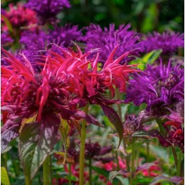 Unbranded 2 live mixed color monarda bee balm  PLANT Bergamot Perennial Butterfly  Sun