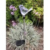 JAYXC HOME Set of 2 Clear Acrylic Bird Solar Garden