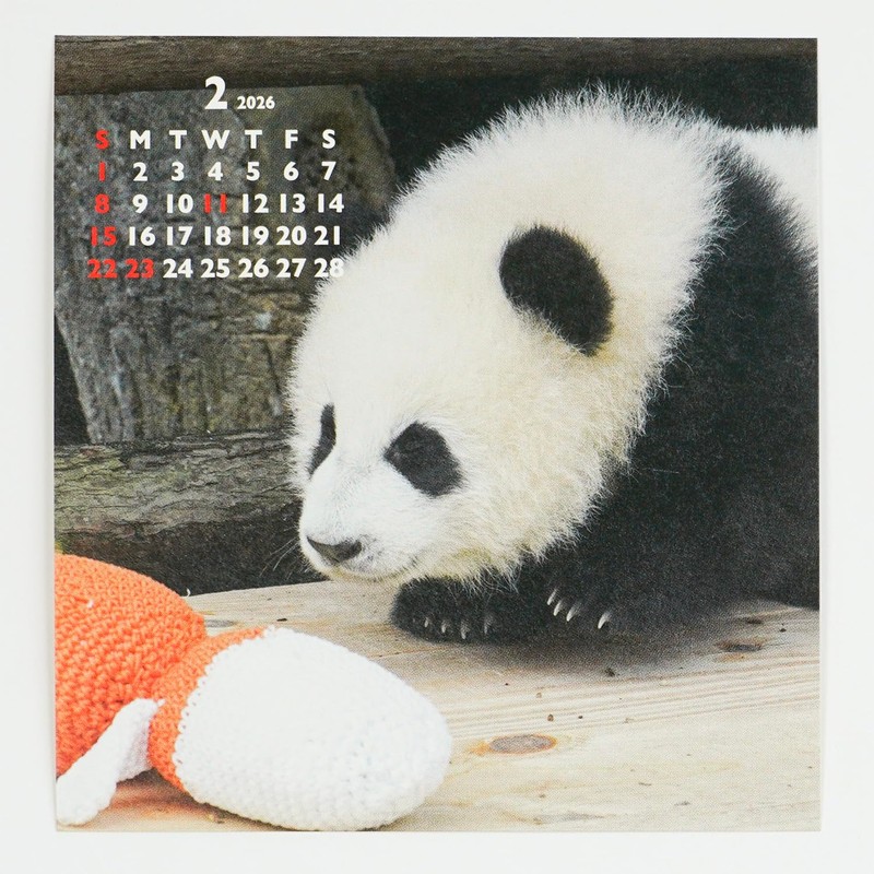 Greeting Life 2026 Calendar Panda FD C-1693-PA