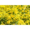 CZ GRAIN 30 Golden Mimosa Tree Seeds for Planting Acacia