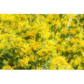 CZ GRAIN 30 Golden Mimosa Tree Seeds for Planting Acacia baileyana