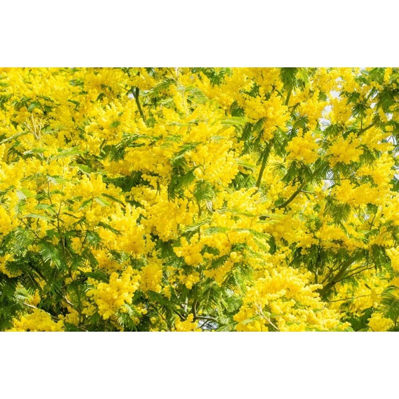 CZ GRAIN 30 Golden Mimosa Tree Seeds for Planting Acacia