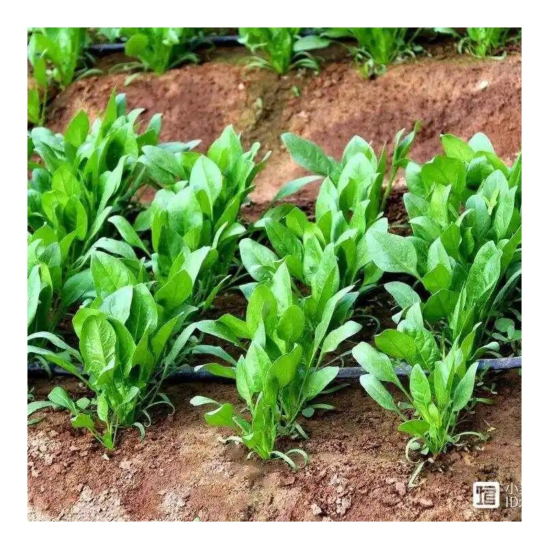 ATLAS Spinach -Atlas Green