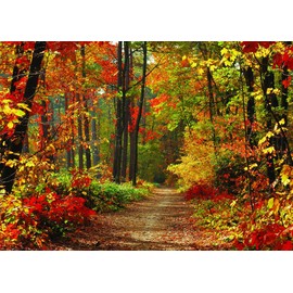 LYWYGG 7x5FT Autumn Scenery Backdrop Fall Backdrops Road Photography Backdrop Tree and Yellow Fall Leaves Background Studio Props CP-67