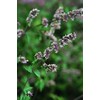 Just Seed - Herb - Catmint - Catnip - Nepeta cataria - 1500 Seeds