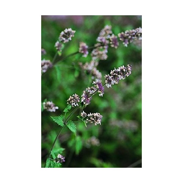 Just Seed - Herb - Catmint - Catnip - Nepeta cataria - 1500 Seeds