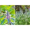 Pure Herbs: Motherwort - 1 oz.