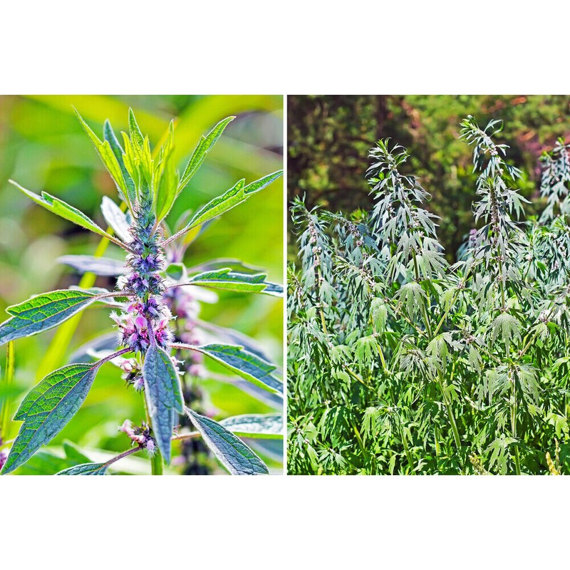 Pure Herbs: Motherwort - 1 oz.