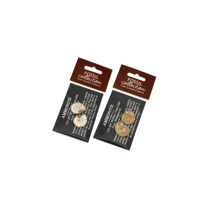 Mini Ammonite Pairs - 20-25 mm