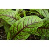 Sorrel Seeds- Blood-Veined- Heirloom Greens- 200+ Seeds