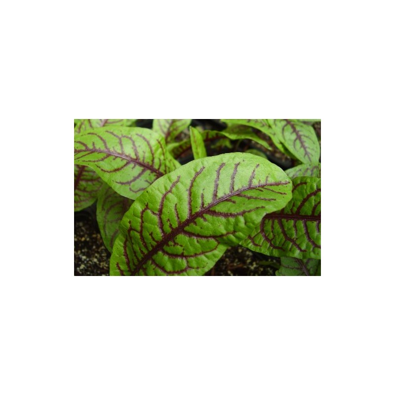 Sorrel Seeds- Blood-Veined- Heirloom Greens- 200+ Seeds