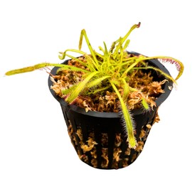 Live Potted Carnivorous Plant – Includes Net Pot, Long Fiber Moss, Live Plant- Gauranteed Live Arrival (Merry Go Round Drosera Capensis Cape Sundew)