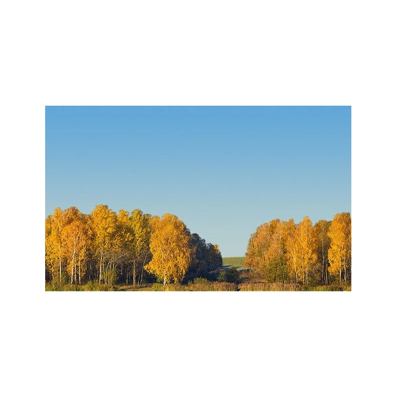 TrainJunkies Autumn Trees Model Railroad Backdrop - N Scale
