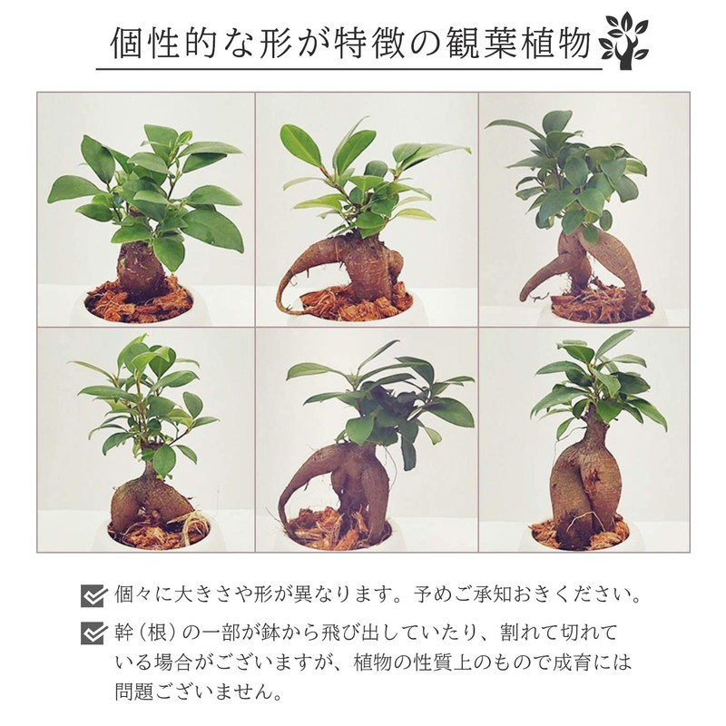 Ficus Microcarpa Ceramic Potted Plant (White)