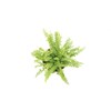 Lemon Buttons Fern - 4'' from California Tropicals