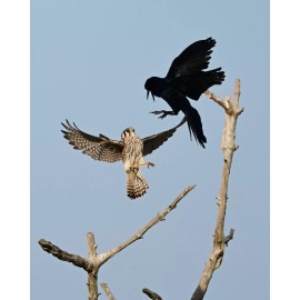 Color photographic print of an American kestrel confronting a ish crow (8x10)