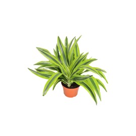 Lemon Lime (Dracaena Warneckii) - 6'' from California Tropicals