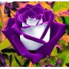 Toadstool Seeds 10 White Purple Rose Seeds Flower Bush Perennial
