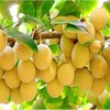 Shelled gingko fruit 1000 grams Grade A from Yunnan (中国白果银杏)