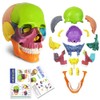 New Anatomy Skull Model 15 Parts Human Anatomy Exploded Skull