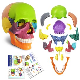 New Anatomy Skull Model 15 Parts Human Anatomy Exploded Skull Detachable Palm-Sized Mini Human Color Medical Skull Model,Medical Dental Clinic Teaching Equipment,Learning with Color Study Manual