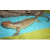 Tree Skink Lizard Replica - Solomon Islands Skink - AAA