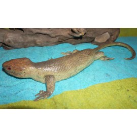 Tree Skink Lizard Replica - Solomon Islands Skink - AAA Realistic PVC
