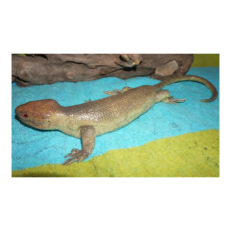 Tree Skink Lizard Replica - Solomon Islands Skink - AAA