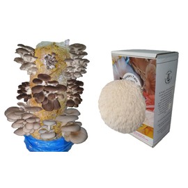 Foragers Table Gourmet Mushroom Growing Kit Bundle Containing Lion's Mane Grow Kit + hobbyist & Beginners Oyster Mushroom Grow Log Kit, Code to Claim fresh Spawn When Ready, 2-in-1 Bundle, Garden Gift