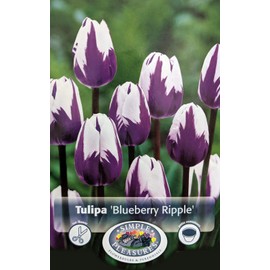 Blueberry Ripple Triumph Tulip 8 Bulbs - Exclusive! - 12/+ cm Bulbs