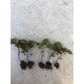 Sunshine Master 2+ Live Purple Shiso Plant Perilla  | Beefsteak, Wild, Japanese Basil | NON-GMO - 2 Plants