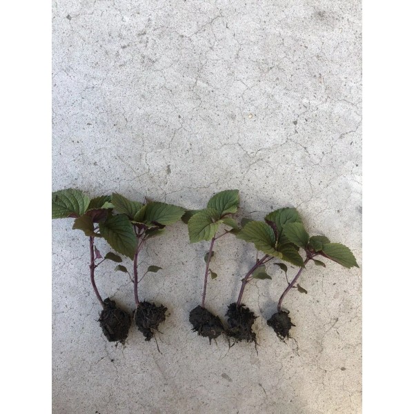 Sunshine Master 2+ Live Purple Shiso Plant Perilla | Beefsteak,