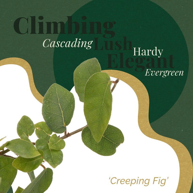 12 Creeping Fig, Live Plants – Ficus Repens – Fast-Growing