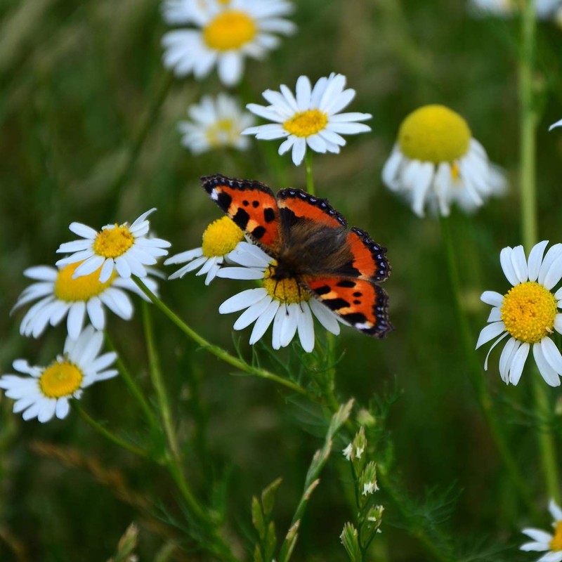 Outsidepride German Chamomile - 5000 Seeds