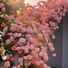 300+ Climbing Rose Seeds for Planting - Rare Climbing Rose