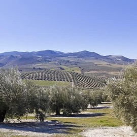 Olivar Santamaria Olivar Santamaria | Extra Virgin Olive Oil | Premium Picual Variety | First Cold Pressed | Spain | High Polyphenol | Perfect for Salad Dressings | Cooking | Frying & Marinades | 101.44 oz (3 Liter) (Pack of 3)