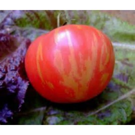Pink Vernissage Tomato! Rare! 20 Seeds