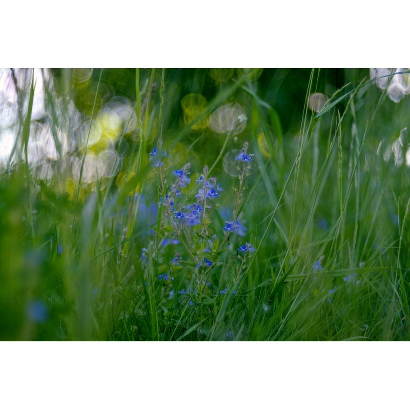 Health Embassy Speedwell Herb (Veronica Officinalis – Veronicae Herba) (100g)