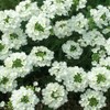 Outsidepride Verbena White - 1000 Seeds