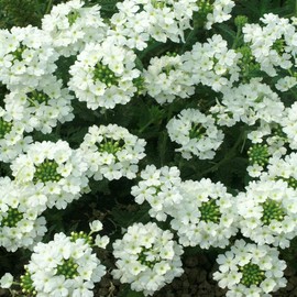 Outsidepride Verbena White - 1000 Seeds
