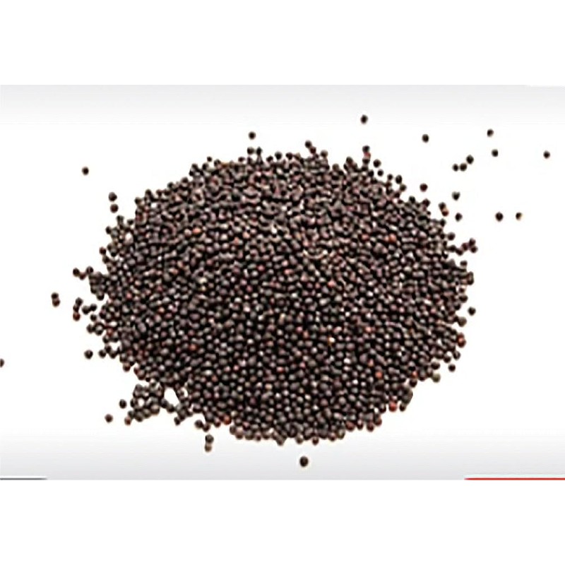 Baby Pak Choi Seeds - Delicious Chinese Vegetable