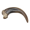 Skulls Unlimited Skulls Unlimited Grizzly Bear Claw, Large (9 cm)