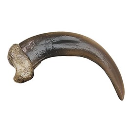 Skulls Unlimited Skulls Unlimited Grizzly Bear Claw, Large (9 cm) (Museum Quality Replica)