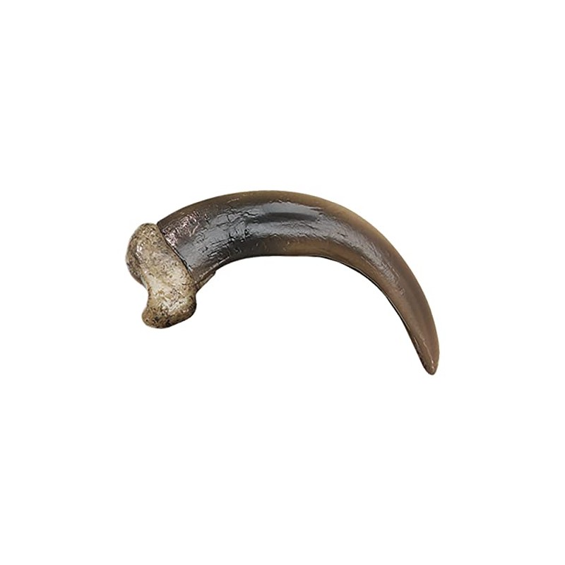 Skulls Unlimited Skulls Unlimited Grizzly Bear Claw, Large (9 cm)