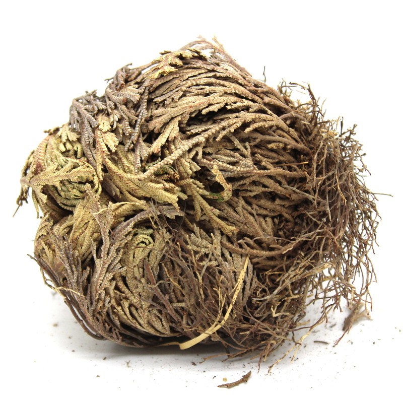 Govinda - Rose of Jericho Flower - Pack of 6