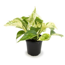 Marble Queen Pothos Plant in 4 Inch Planter Pot for Plants, Low Light Plants Live Houseplants, Pothos Live Plant Decor, Live Plants Indoor Plants Live Houseplants Live Indoor Plants by Plants for Pets