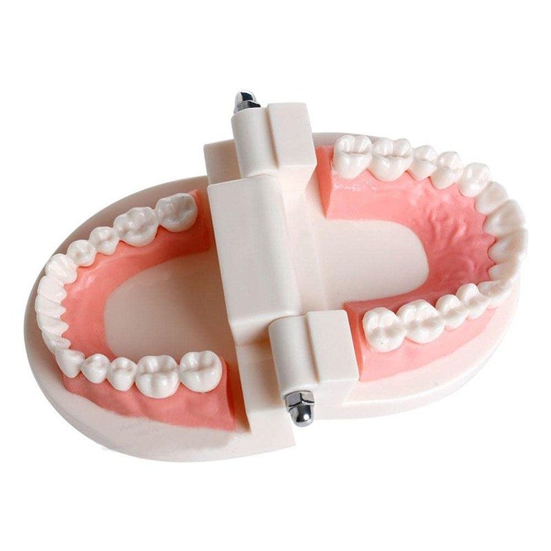 WANGCL Teeth Demonstration Model - Anatomical Tooth Model for Dental