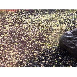 Green Carpet in the Water, Seeds of Aquatic Plants, Mini Leaf
