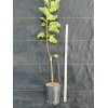 Santiam Nursery Japanese Aomori Orin Apple tree , Green Dragon